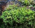 Lophozia ascendens (Warnst.) R.M.Schust.
