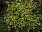 Diplophyllum taxifolium (Wahlenb.) Dumort.