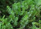 Lophozia obtusa (Lindb.) A.Evans