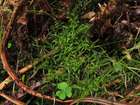 Sciuro-hypnum latifolium (Kindb.) Ignatov & Huttunen