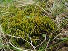 Oligotrichum hercynicum (Hedw.) Lam. & DC.