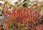 Bryum weigelii Spreng.