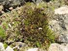 Didymodon validus Limpr.