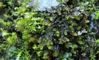 Distichophyllum carinatum Dixon & W.E.Nicholson