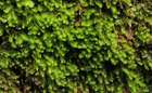 Harpanthus scutatus (F.Weber & D.Mohr) Spruce