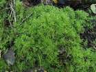 Kindbergia praelonga (Hedw.) Ochyra