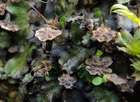Marchantia alpestris (Nees) Burgeff