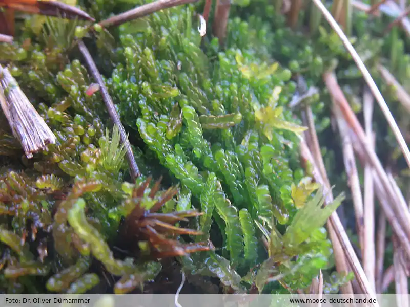 Habitus | Foto von Dr. Oliver Dürhammer