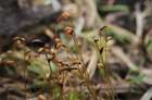 Oncophorus virens (Hedw.) Brid.