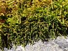 Lescuraea incurvata (Hedw.) E.Lawton