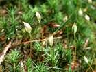 Polytrichastrum formosum (Hedw.) G.L.Sm.