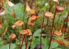 Polytrichum juniperinum Hedw.