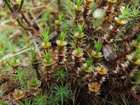 Polytrichum juniperinum Hedw.