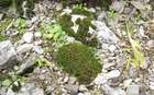 Racomitrium macounii Kindb. subsp. macounii