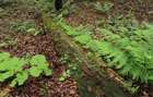 Harpanthus scutatus (F.Weber & D.Mohr) Spruce