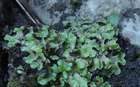 Sauteria alpina (Nees) Nees