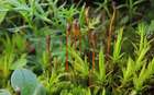 Tayloria froelichiana (Hedw.) Mitt. ex Broth.