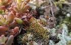 Tortula canescens Mont.