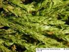 Amblystegium fluviatile (Hedw.) Schimp.