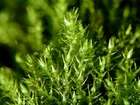 Amblystegium serpens (Hedw.) Schimp.