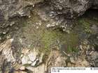 Asterella lindenbergiana (Corda ex Nees) Lindb. ex Arnell
