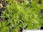 Atrichum undulatum (Hedw.) P.Beauv.