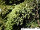 Bartramia halleriana Hedw.