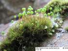 Bartramia pomiformis Hedw. var. pomiformis