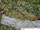 Brachythecium latifolium Kindb.