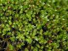 Brachythecium plumosum (Hedw.) Schimp.