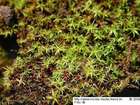 Bryoerythrophyllum ferruginascens (Stirt.) Giacom.