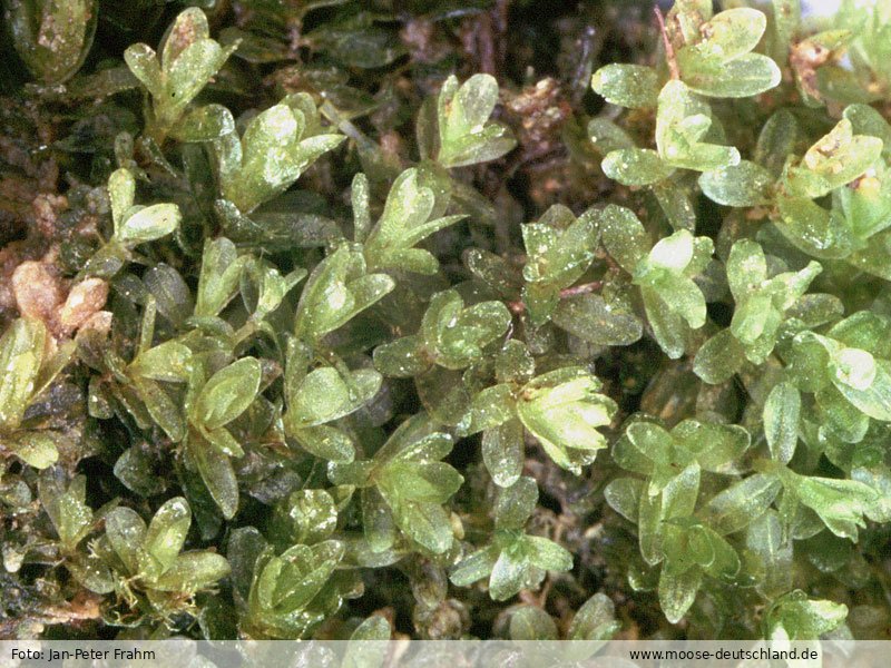 Fotografie Bryum cyclophyllum (Schwägr.) Bruch & Schimp.
