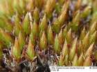 Bryum alpinum Huds. ex With.