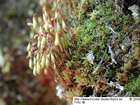 Bryum arcticum (R.Br.) Bruch & Schimp.