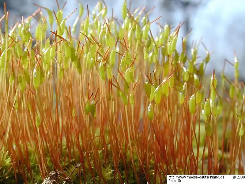 Habitus | Foto von Wolfgang von Brackel