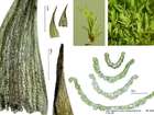 Dicranella howei Renauld & Cardot