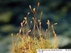 Dicranella crispa (Hedw.) Schimp.
