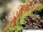 Dicranella grevilleana (Brid.) Schimp.