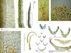 Dicranum montanum Hedw.