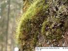 Dicranum fuscescens Sm.