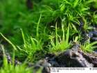 Dicranum tauricum Sapjegin