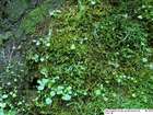 Distichophyllum carinatum Dixon & W.E.Nicholson