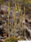 Ditrichum pallidum (Hedw.) Hampe
