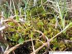 Hamatocaulis vernicosus (Mitt.) Hedenäs