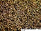 Eremonotus myriocarpus (Carrington) Lindb. & Kaal. ex Pearson