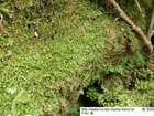 Eurhynchium pumilum (Wilson) Schimp.