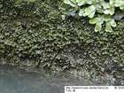 Fissidens crassipes Wilson ex Bruch & Schimp.