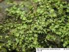 Fissidens pusillus (Wilson) Milde