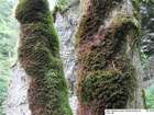Frullania tamarisci (L.) Dumort.