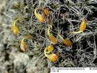 Grimmia orbicularis Bruch ex Wilson